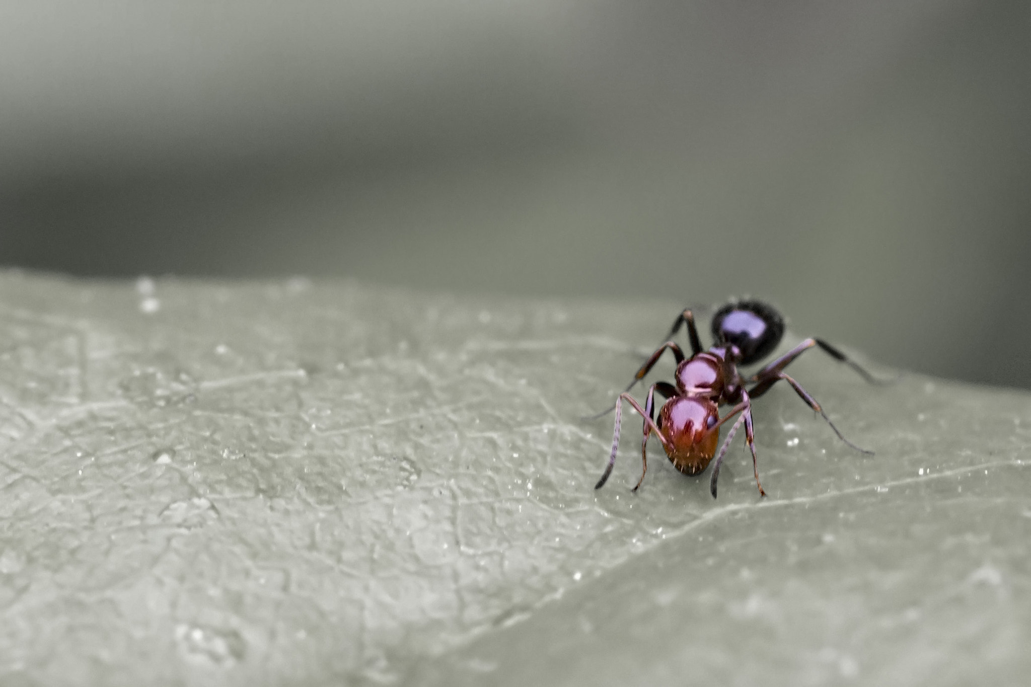 Canon EOS 700D (EOS Rebel T5i / EOS Kiss X7i) + Tamron SP AF 90mm F2.8 Di Macro sample photo. A little warior photography