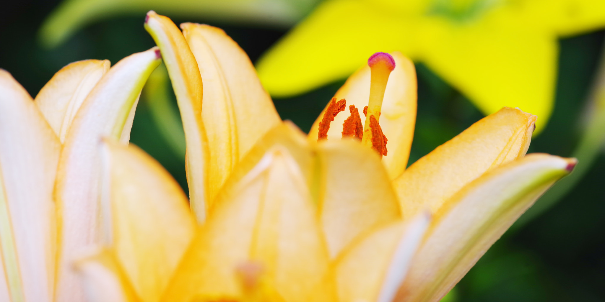 Pentax K-1 + Pentax smc D-FA 100mm F2.8 Macro WR sample photo. Lily photography