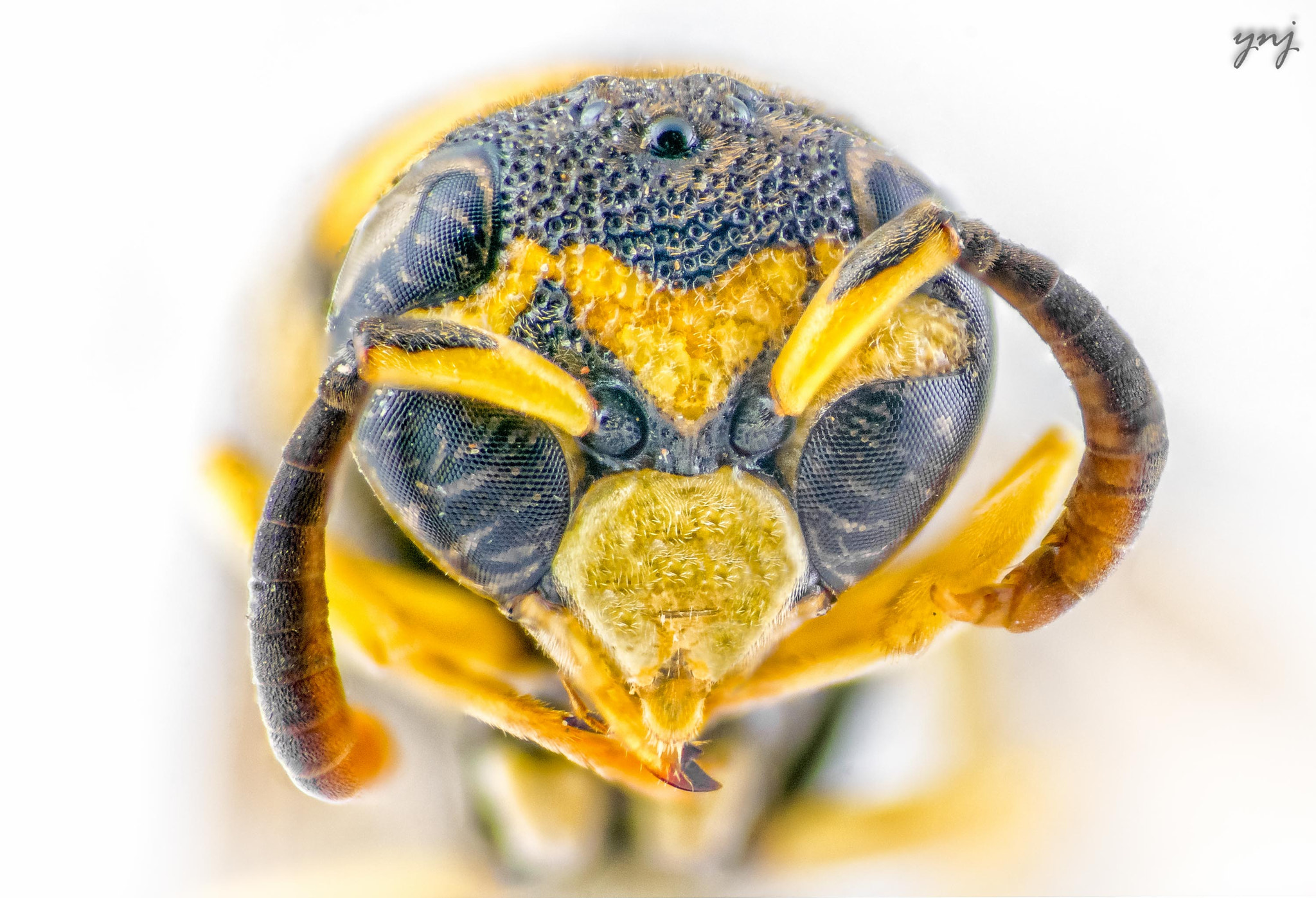 Sigma 70-300mm F4-5.6 APO DG Macro sample photo. Yello jacket wasp photography