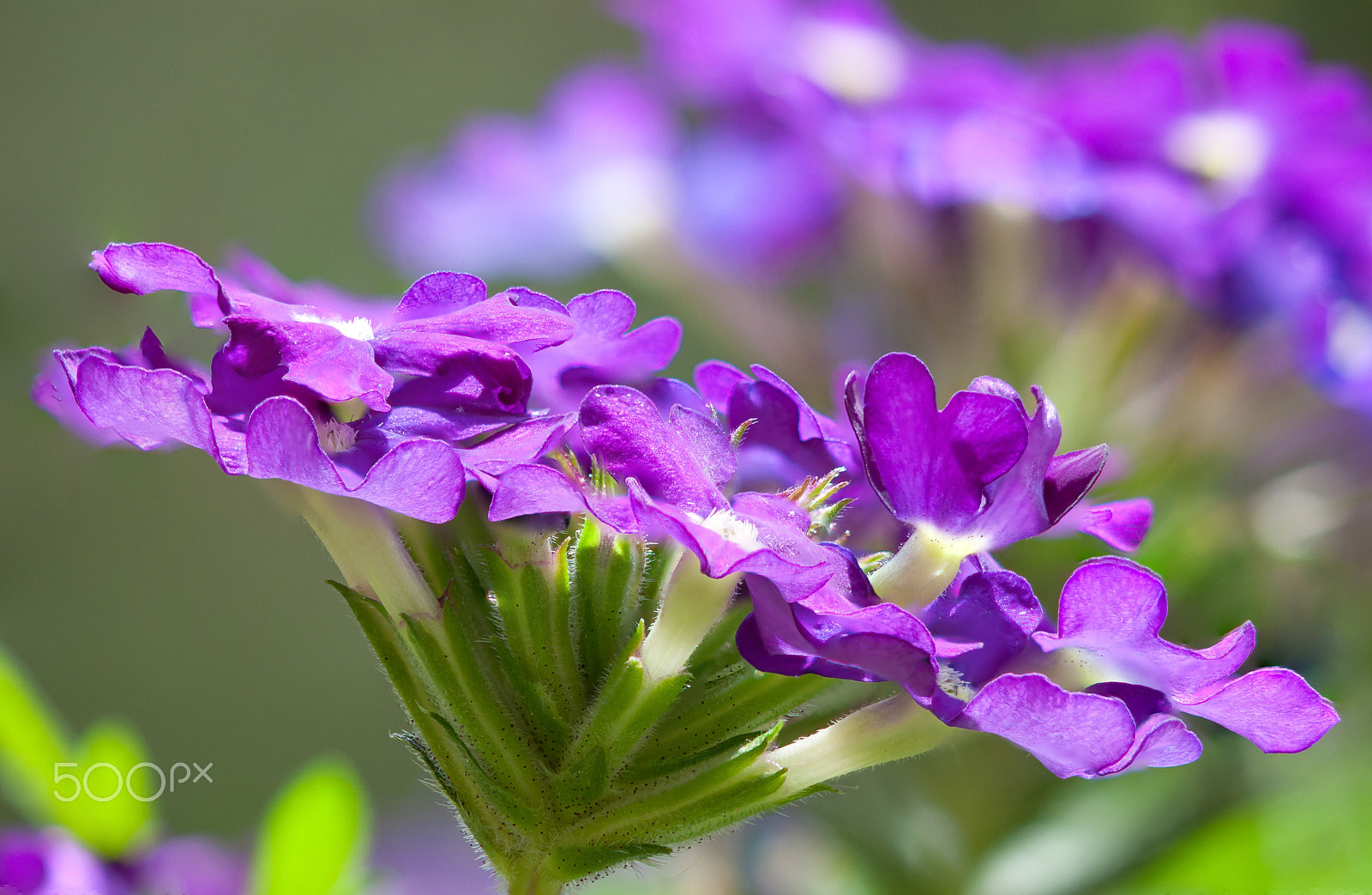 Sigma 105mm F2.8 EX DG OS HSM sample photo. 160614 verbena 1 b photography