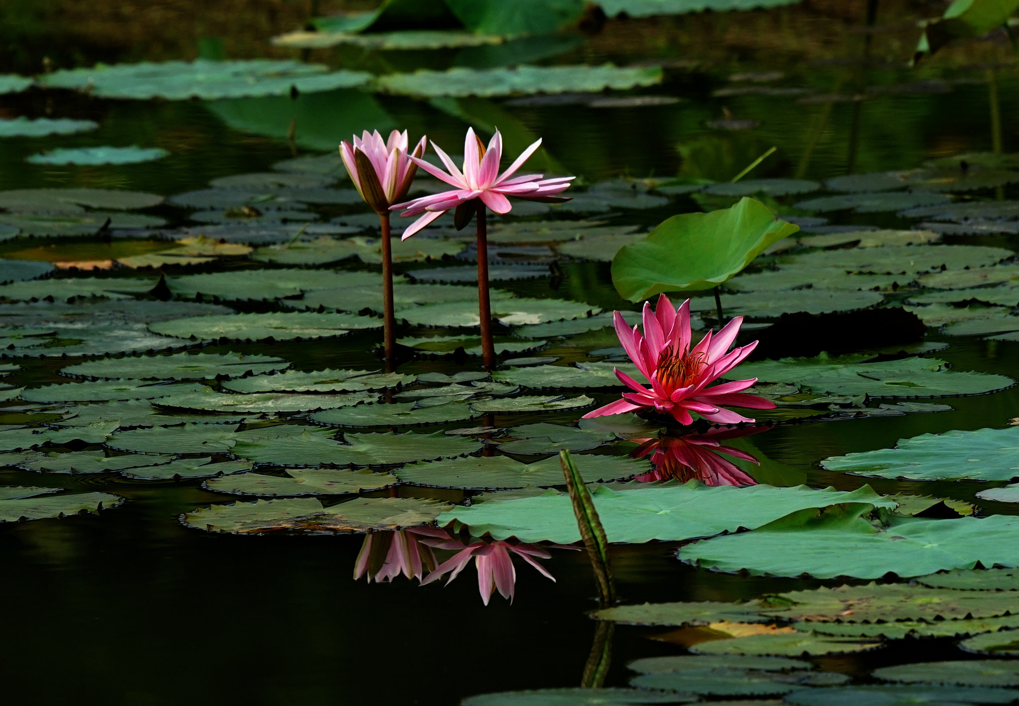 Sony 70-400mm F4-5.6 G SSM II sample photo. Untitled photography