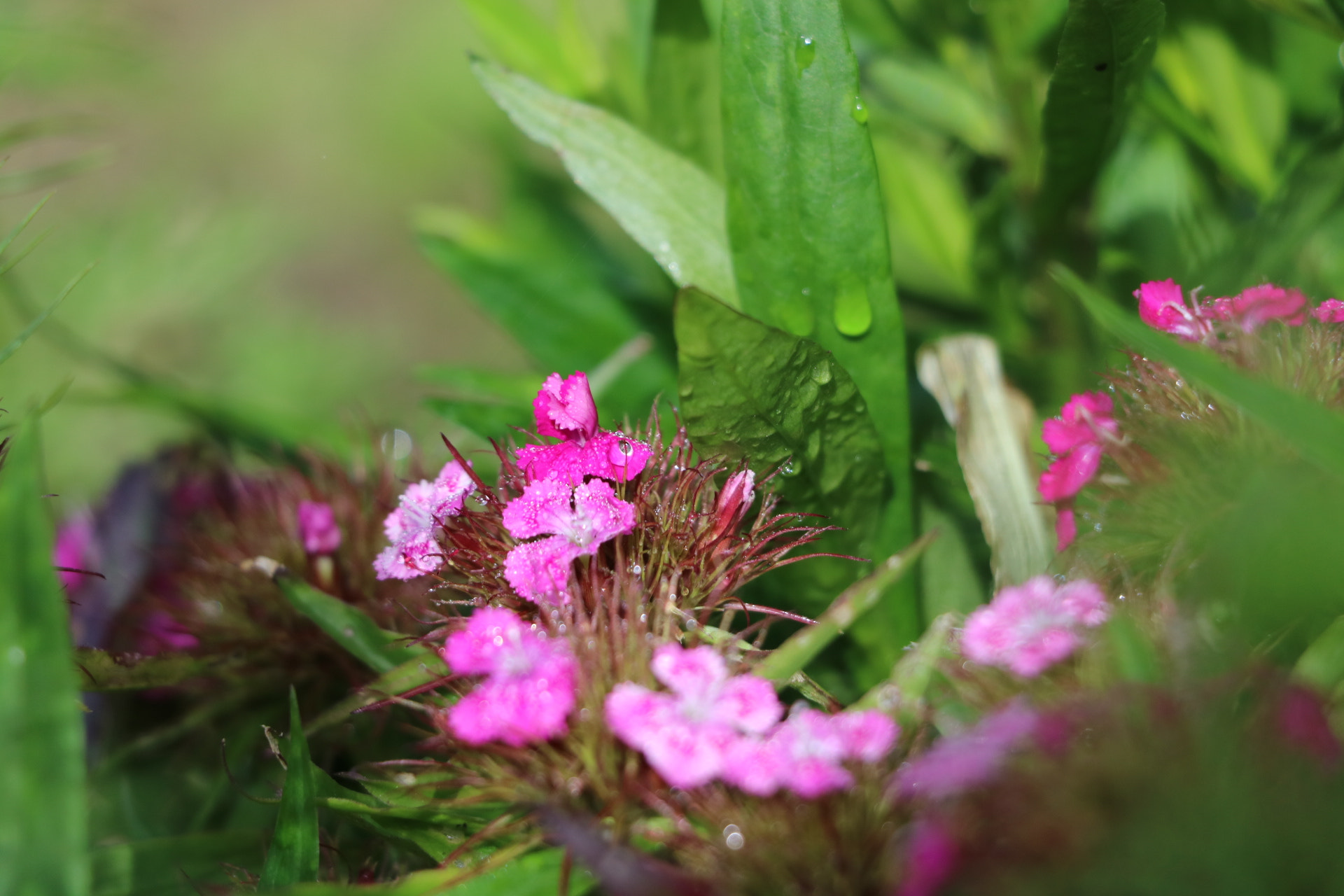 Canon EOS 750D (EOS Rebel T6i / EOS Kiss X8i) sample photo. Flowers  photography