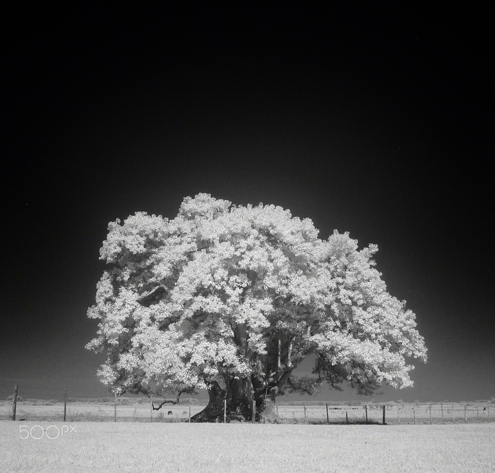 Canon EOS 40D + Canon EF 16-35mm F2.8L II USM sample photo. Infrared ombú photography