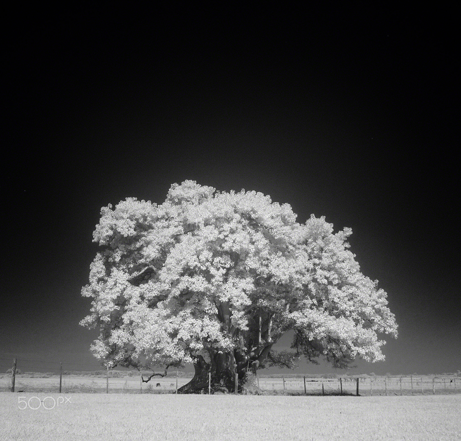 Canon EF 16-35mm F2.8L II USM sample photo. Infrared ombú photography