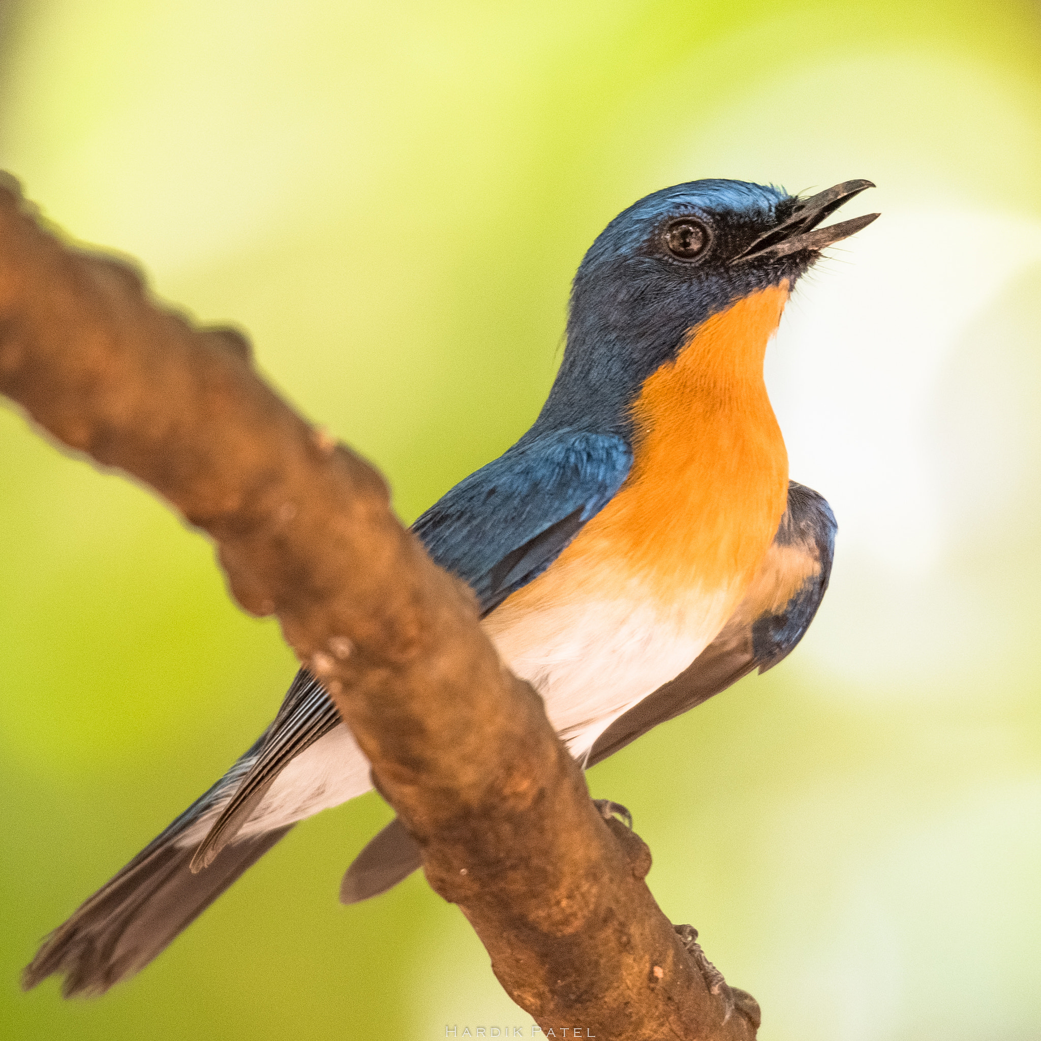 Nikon D5 sample photo. Tickell's blue flycatcher photography