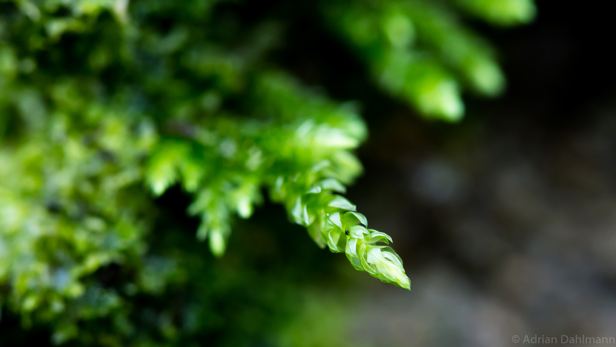 Canon EF 100mm F2.8 Macro USM sample photo. Water plant photography