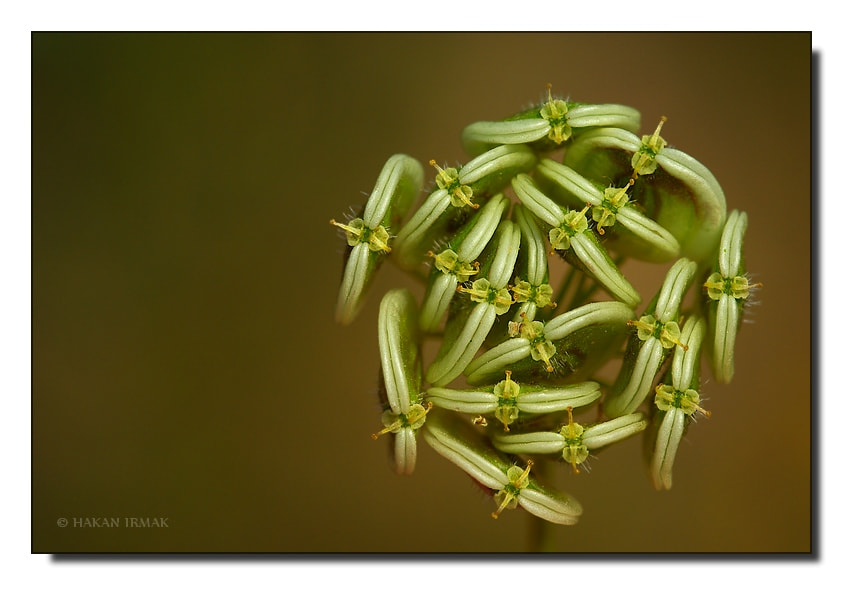 Pentax K10D sample photo. Macro photography