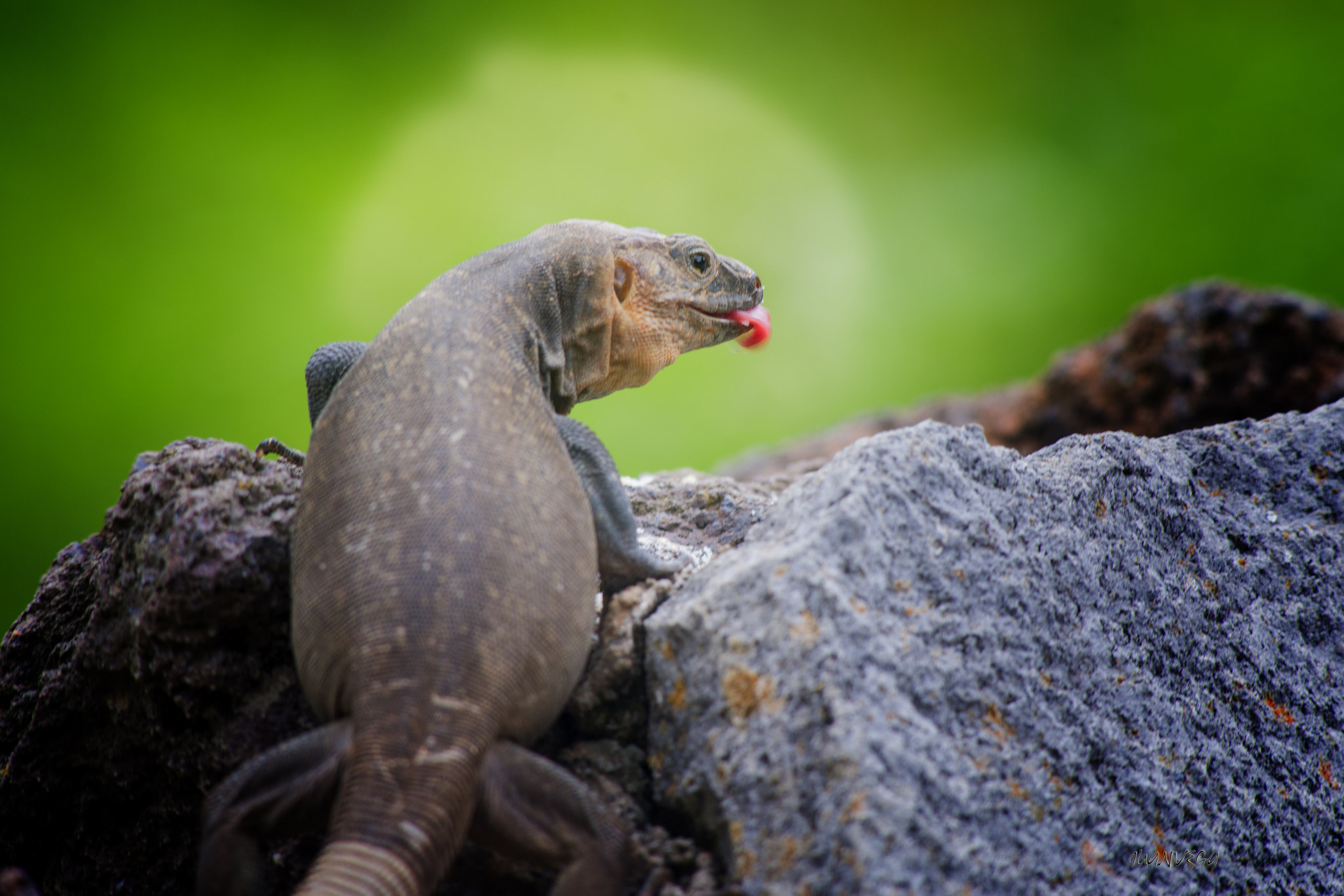 Sony 75-300mm F4.5-5.6 sample photo. Lagarto canario photography