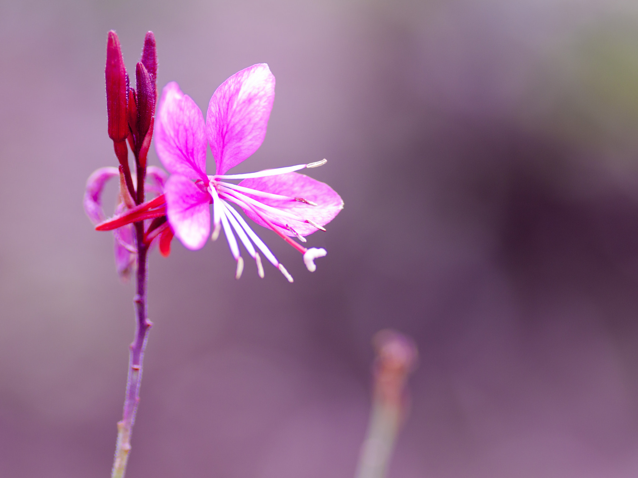 Canon EOS 50D + Tamron SP AF 90mm F2.8 Di Macro sample photo. Gaura（ハクチョウソウ）リリポップピンク photography