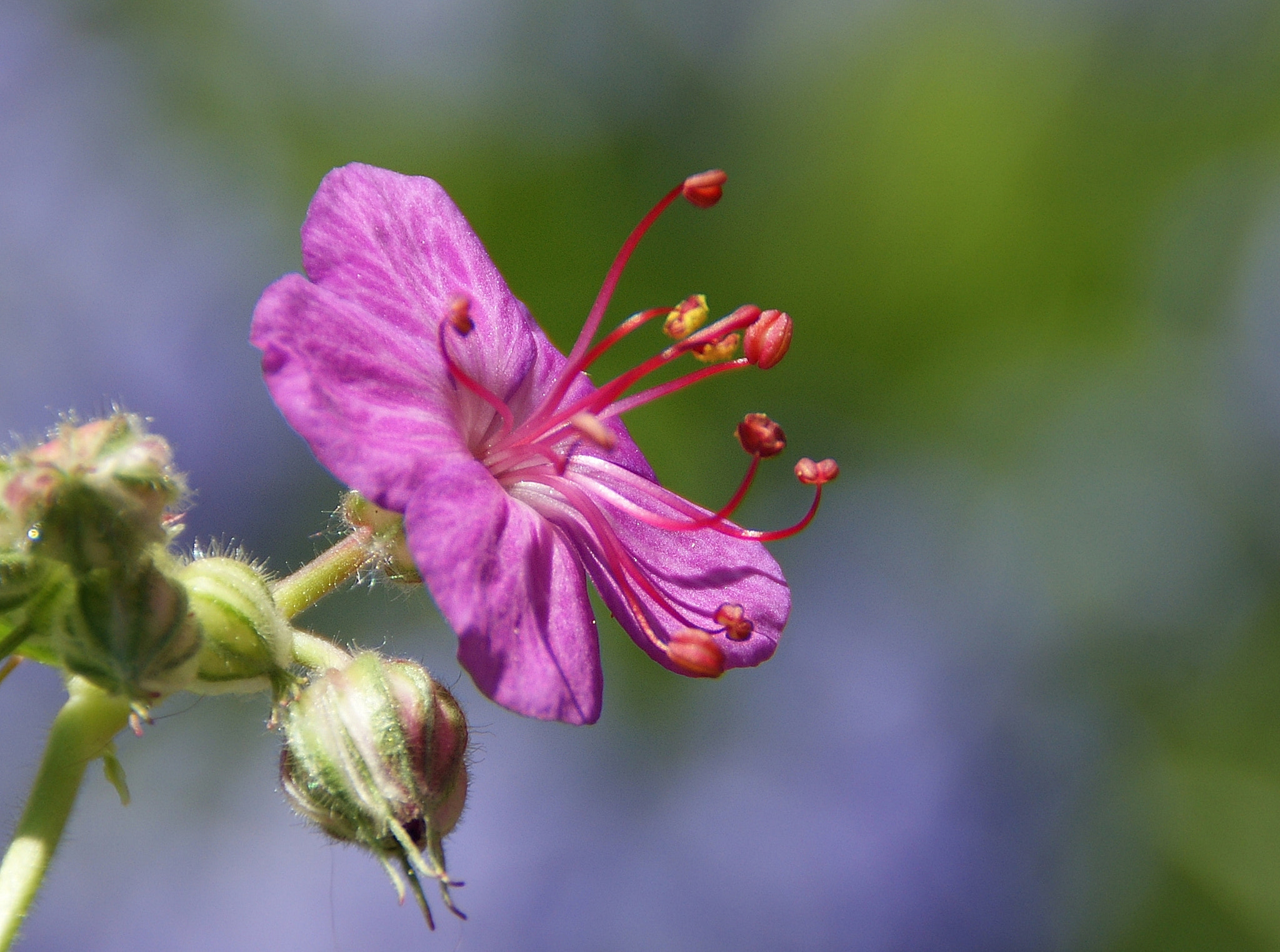 Sony Alpha DSLR-A290 sample photo. Geranium photography