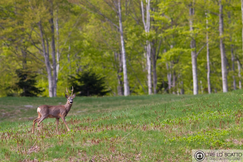 Canon EF 300mm F4L IS USM sample photo. Capreolus capreolus photography