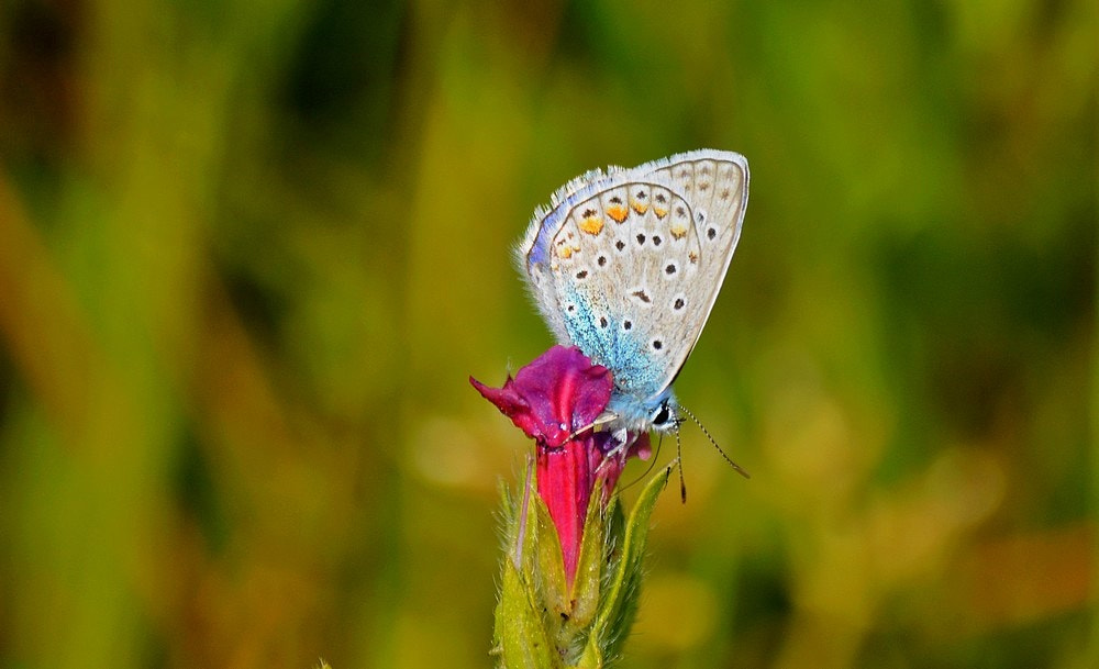 Sigma 70-300mm F4-5.6 APO Macro Super II sample photo. Polyommatus icarus - Çokgözlü mavi photography