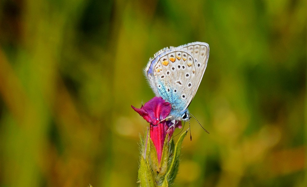 Nikon D7100 + Sigma 70-300mm F4-5.6 APO Macro Super II sample photo. Polyommatus icarus - Çokgözlü mavi photography