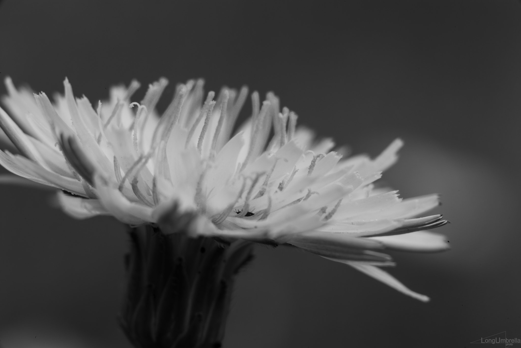 Tele-Elmar 1:4/135 sample photo. Dandelion photography