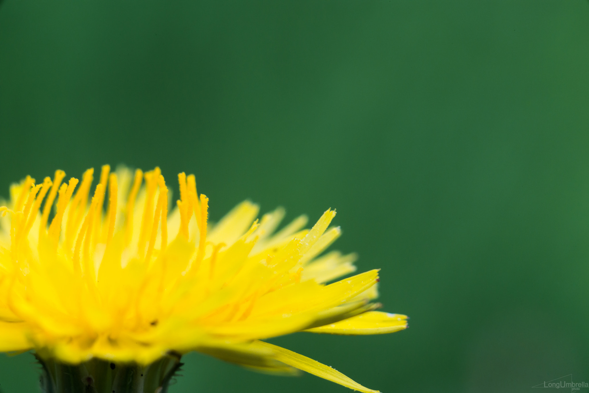 Tele-Elmar 1:4/135 sample photo. Dandelion photography
