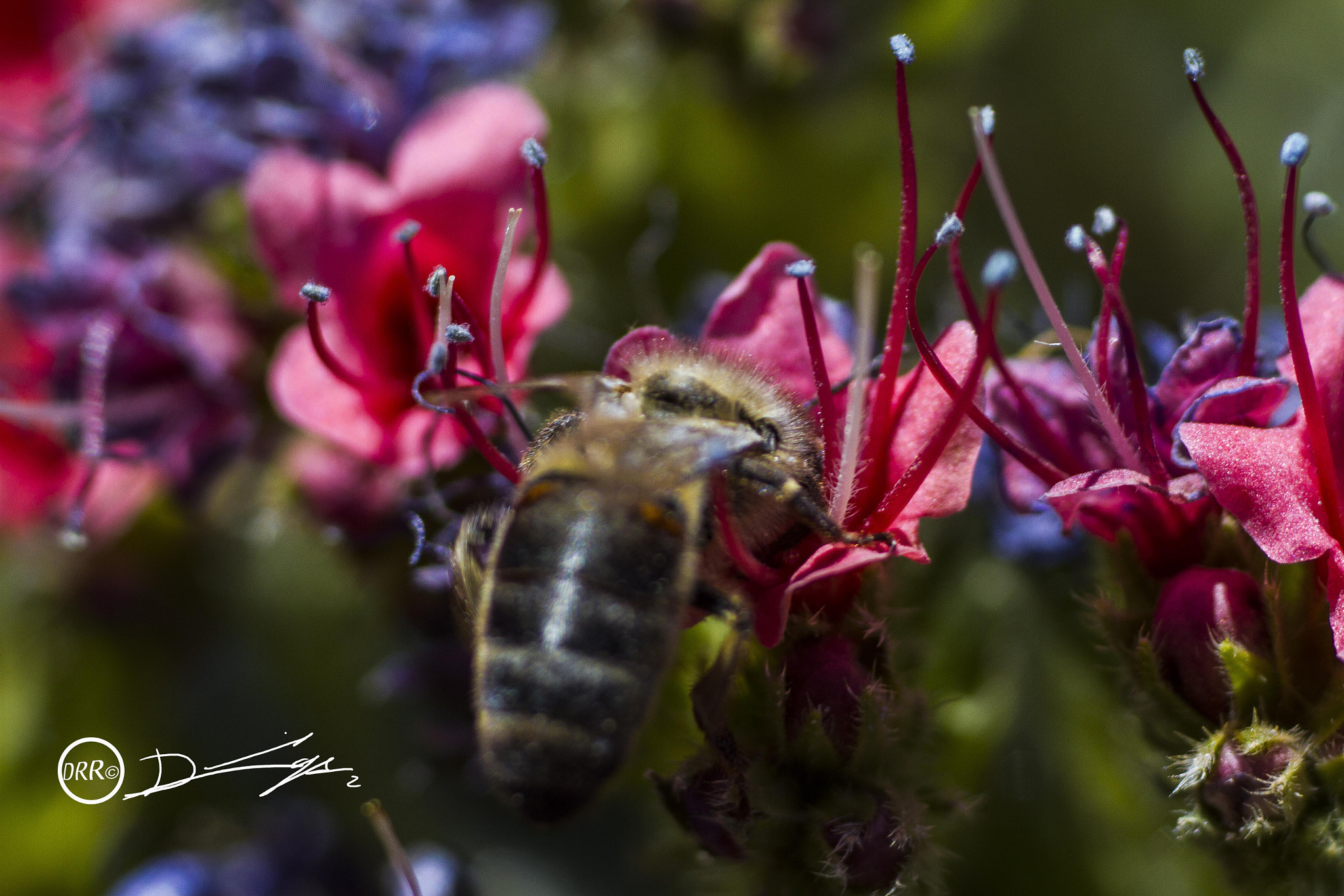 Canon EF 50mm F2.5 Macro sample photo. Tajinaste photography