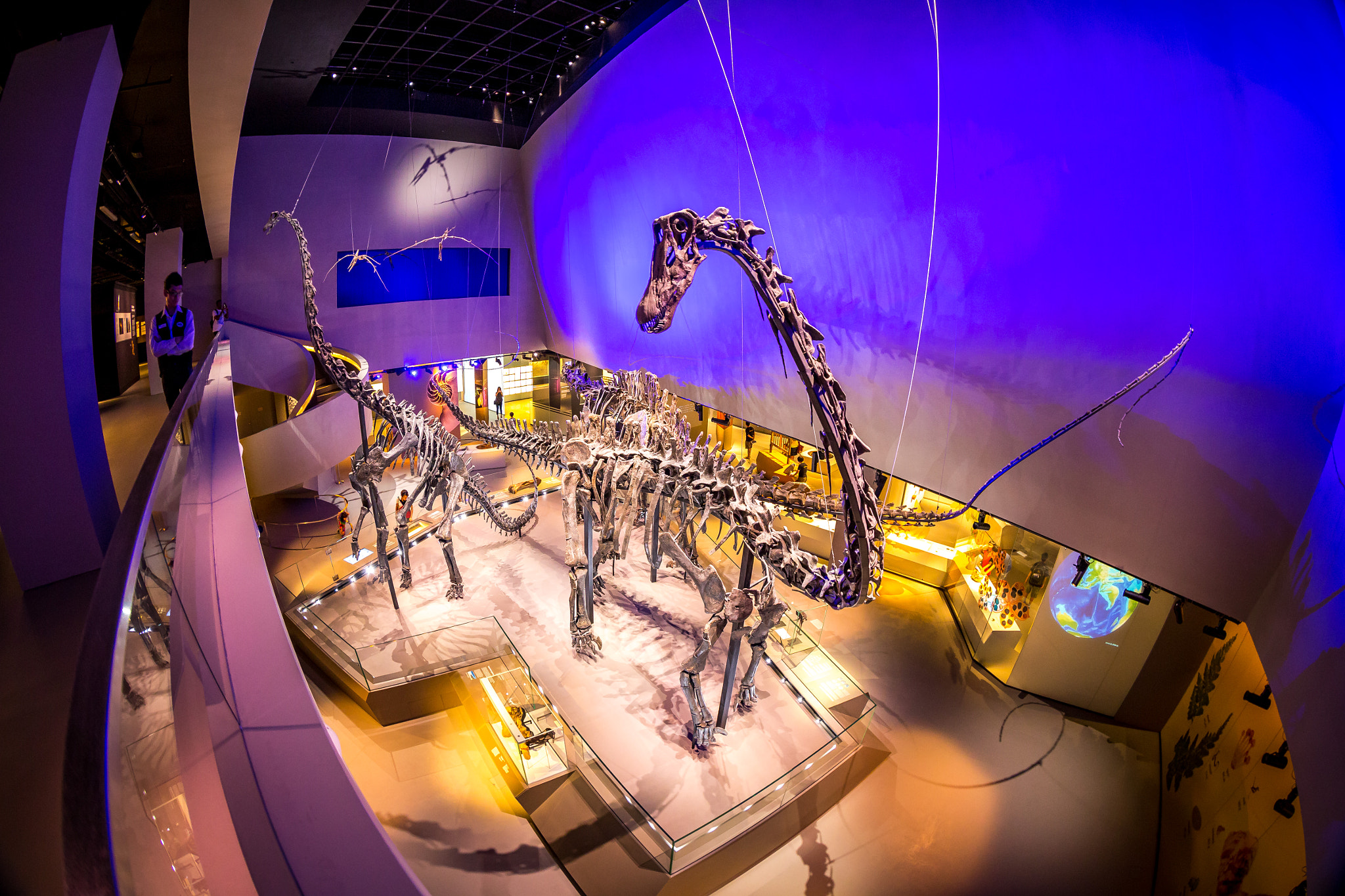 Canon EF 8-15mm F4L Fisheye USM sample photo. Dino look (lee kong chian natural history museum) photography