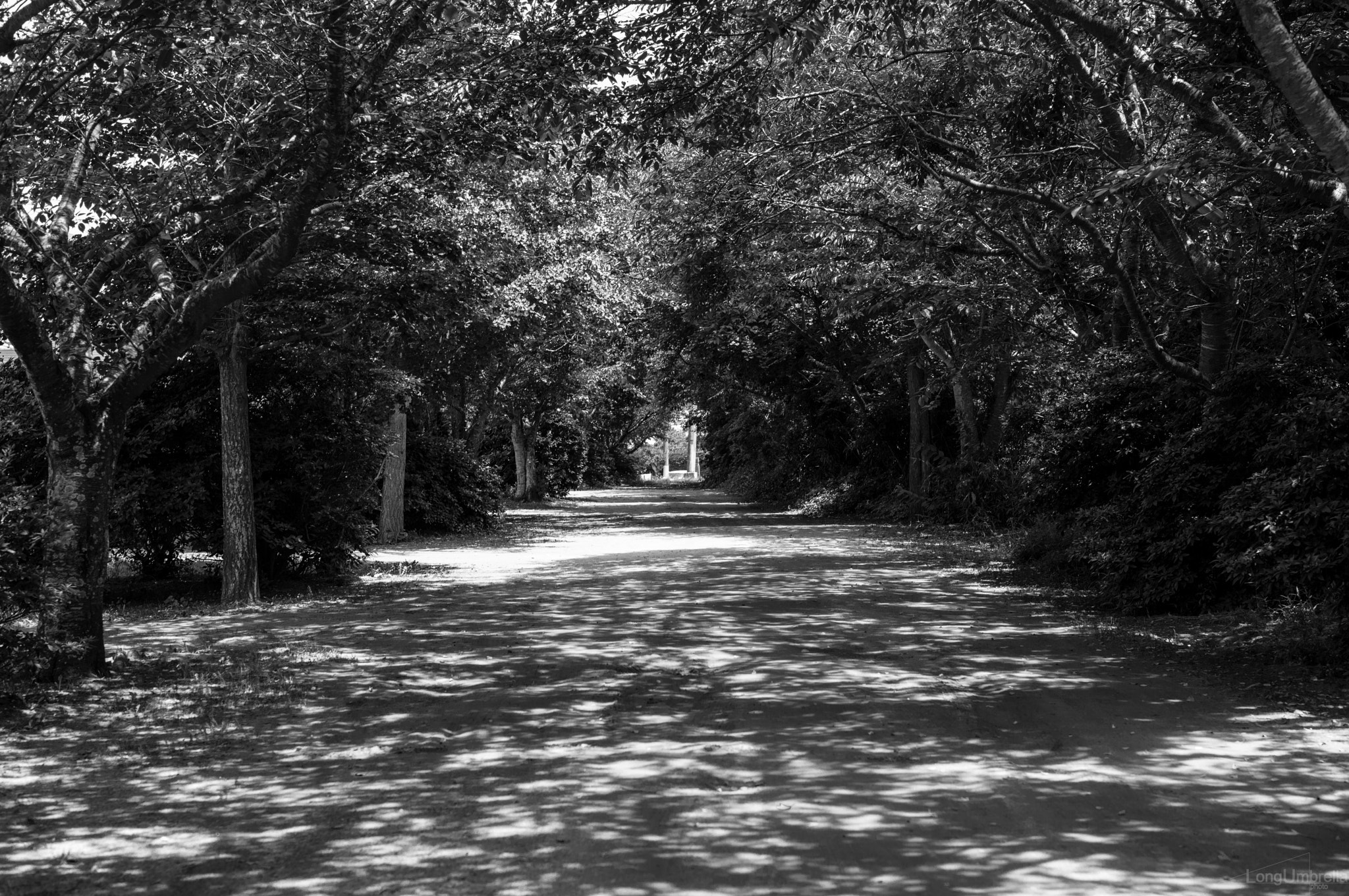 Leica S (TYP 006) + Summarit-S 70 sample photo. Forestry road photography