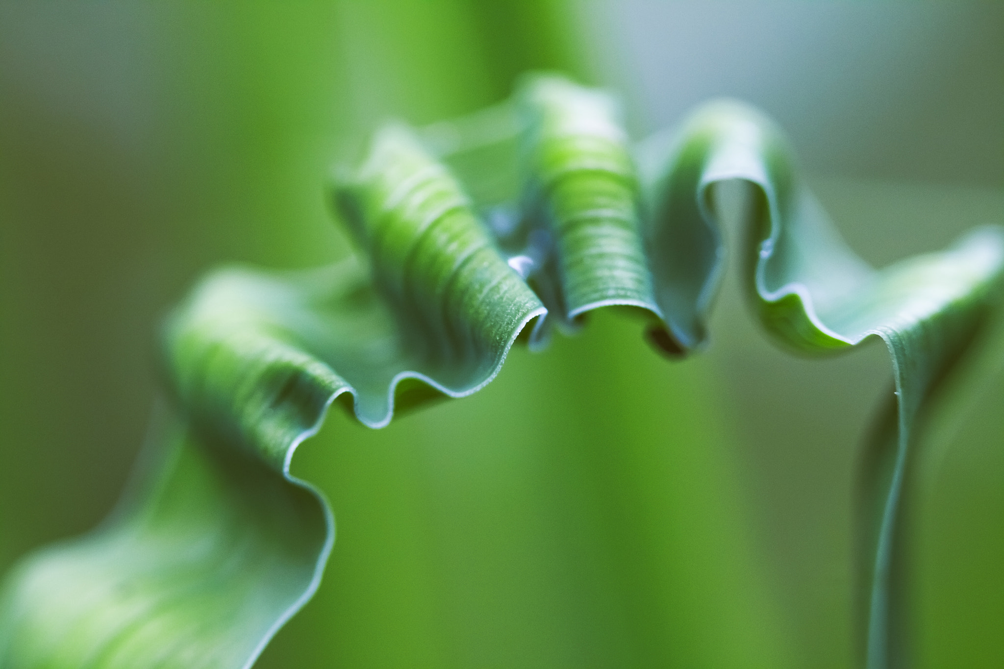 Canon EF 100mm F2.8 Macro USM sample photo. Zig-zag photography