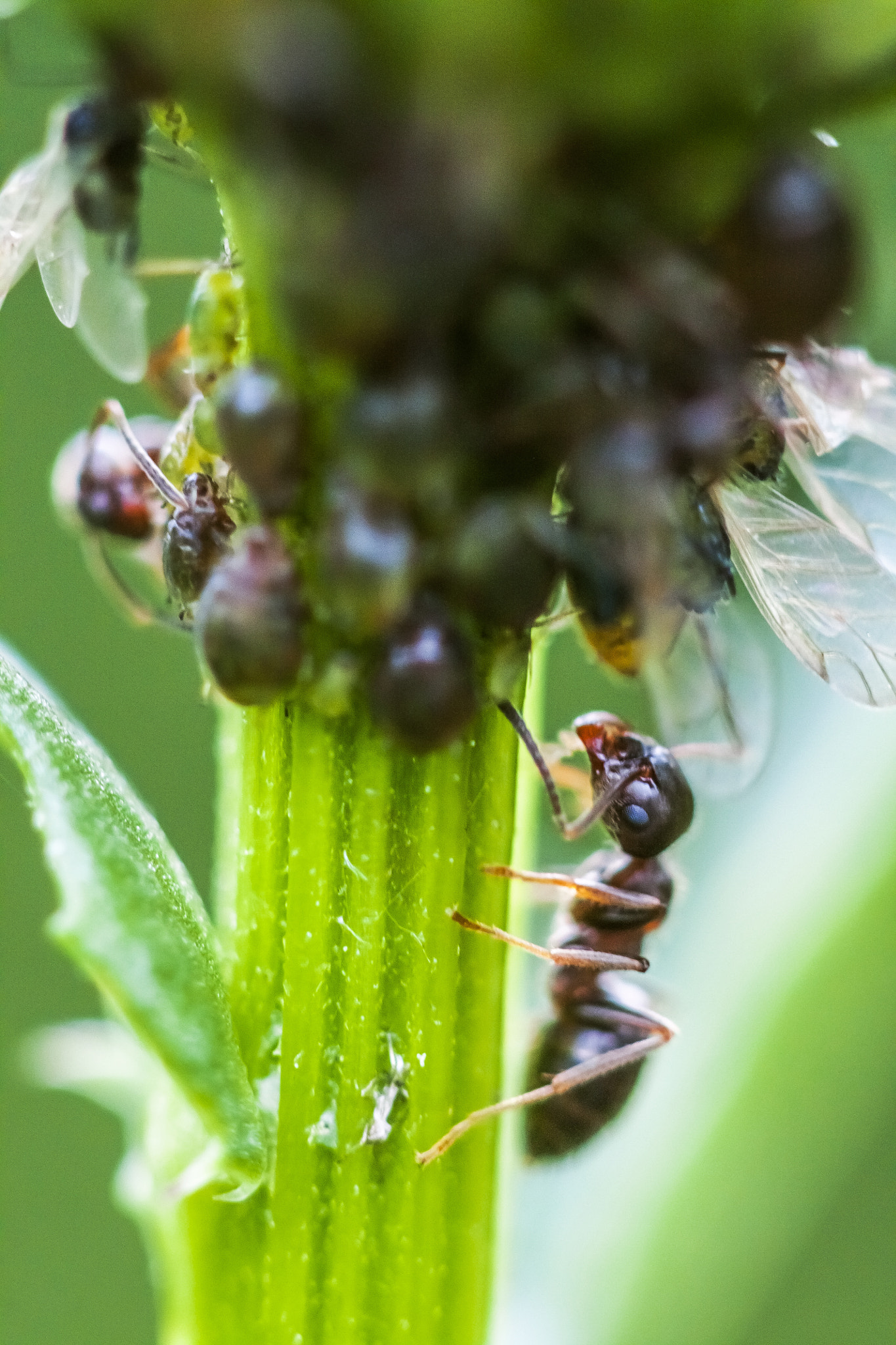 Canon EF 100mm F2.8 Macro USM sample photo. Ant-shepherd photography