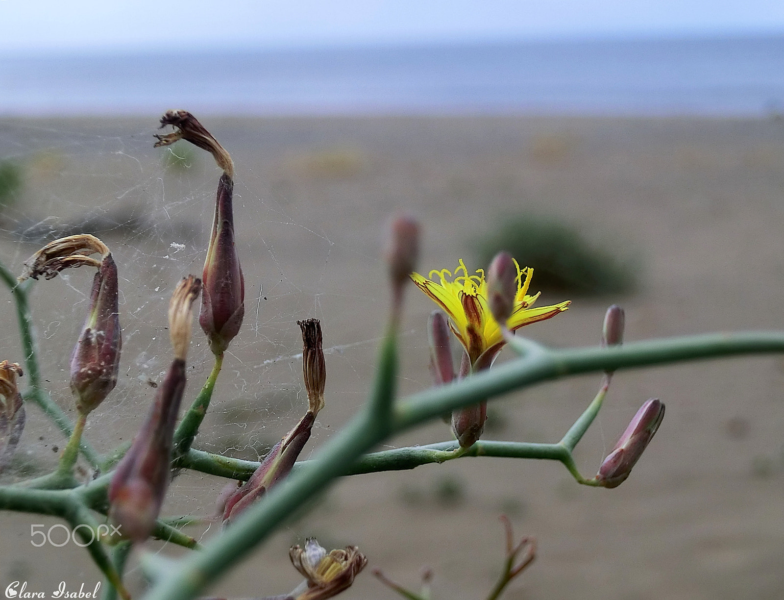 CASIO EX-H30 sample photo. Flor... photography