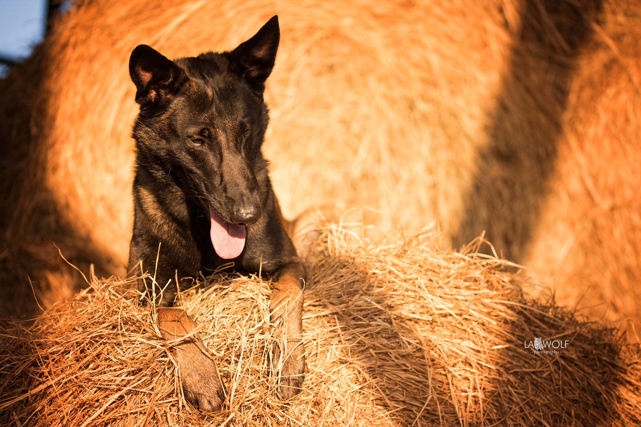 Nikon D5 + Sigma 105mm F2.8 EX DG OS HSM sample photo. Monster the big malinois in the hay photography