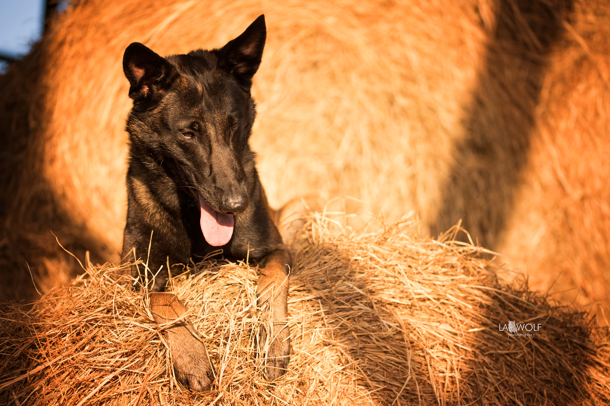 Nikon D5 sample photo. Monster the big malinois in the hay photography