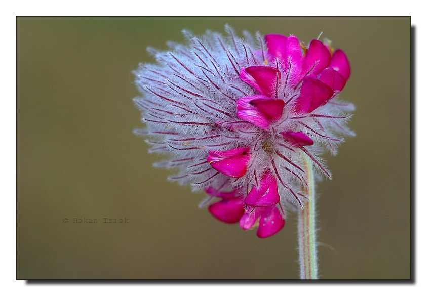 Pentax K10D sample photo. Ölmeyesin sen photography