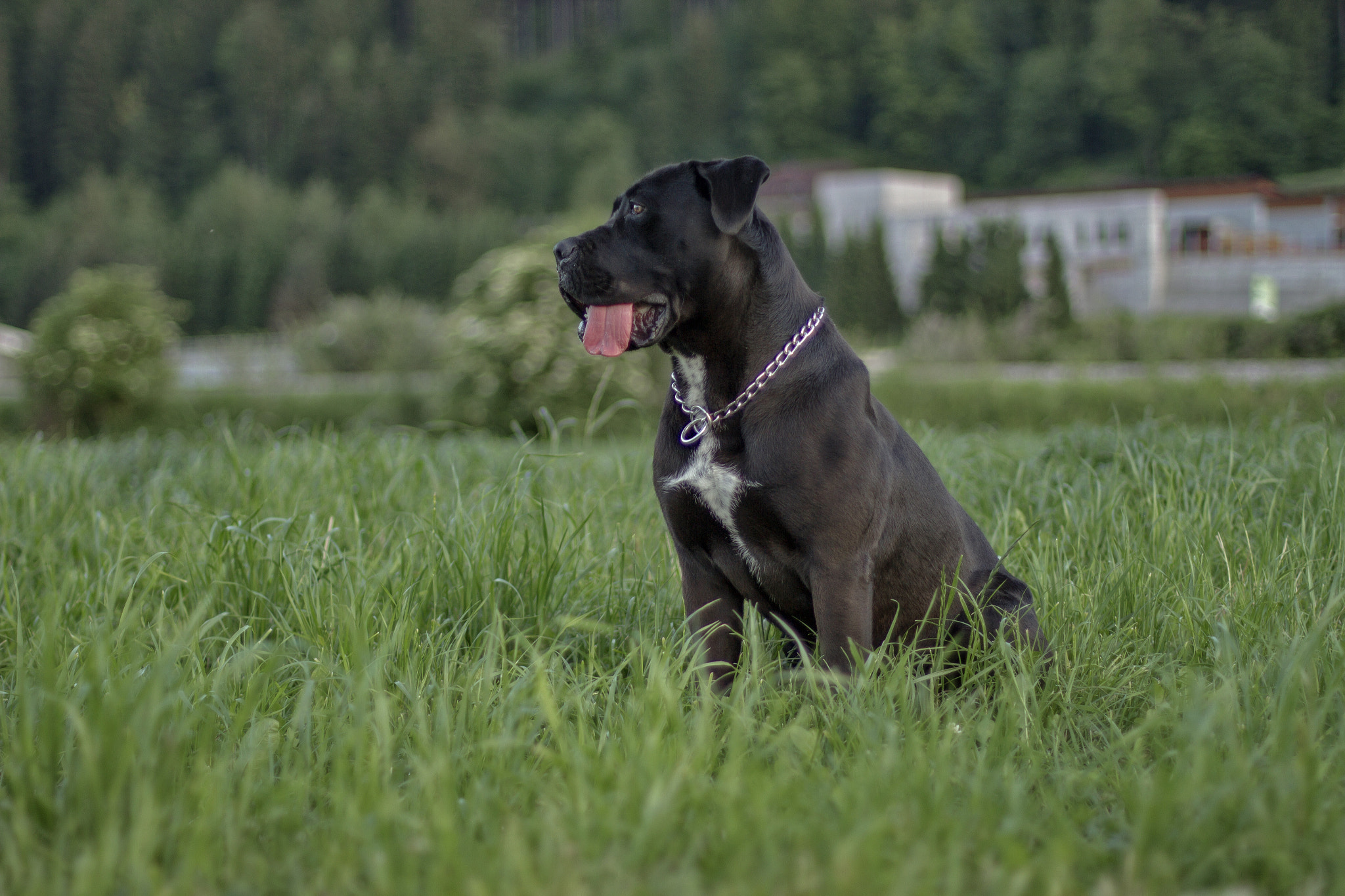 Canon EOS 7D + Canon EF 50mm F1.4 USM sample photo. Waiting for... photography