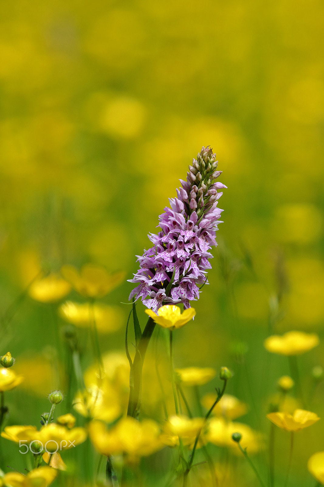 Canon EF 100-400mm F4.5-5.6L IS USM sample photo. Wild orchid photography