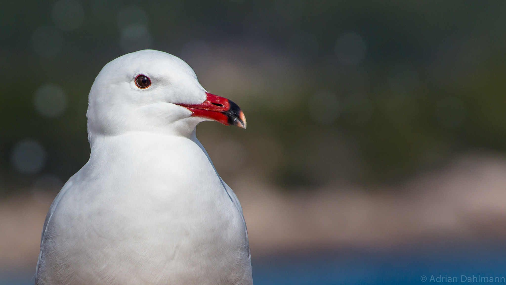 Canon EOS 650D (EOS Rebel T4i / EOS Kiss X6i) + Canon EF 70-200mm F4L USM sample photo. My friend the gull photography