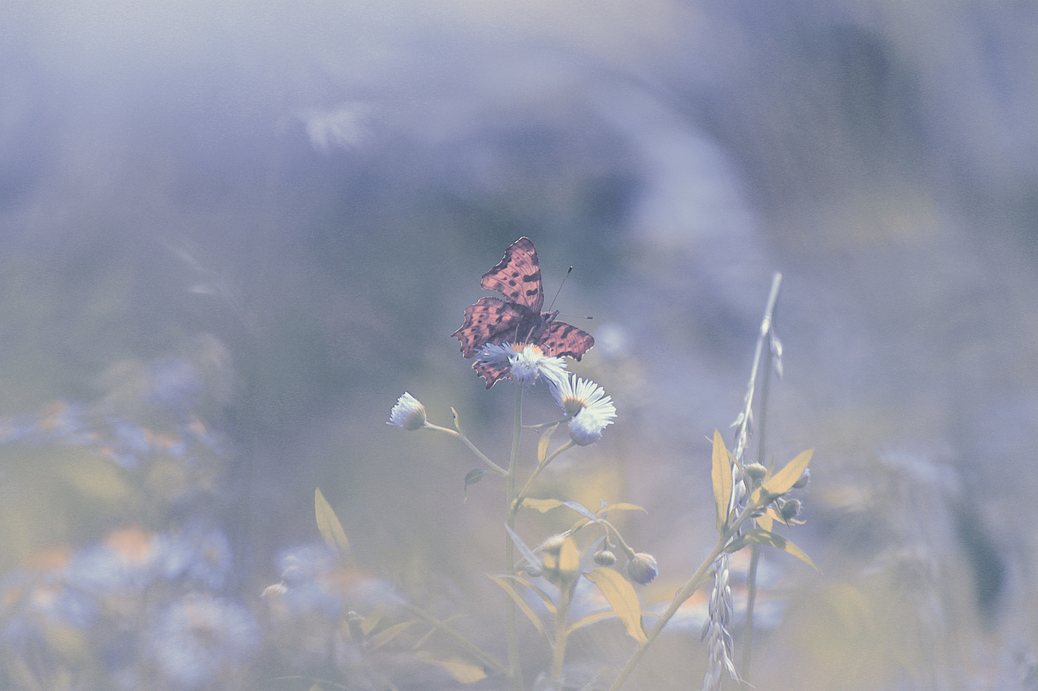 Canon EOS 500D (EOS Rebel T1i / EOS Kiss X3) sample photo. The last dance of a butterfly photography