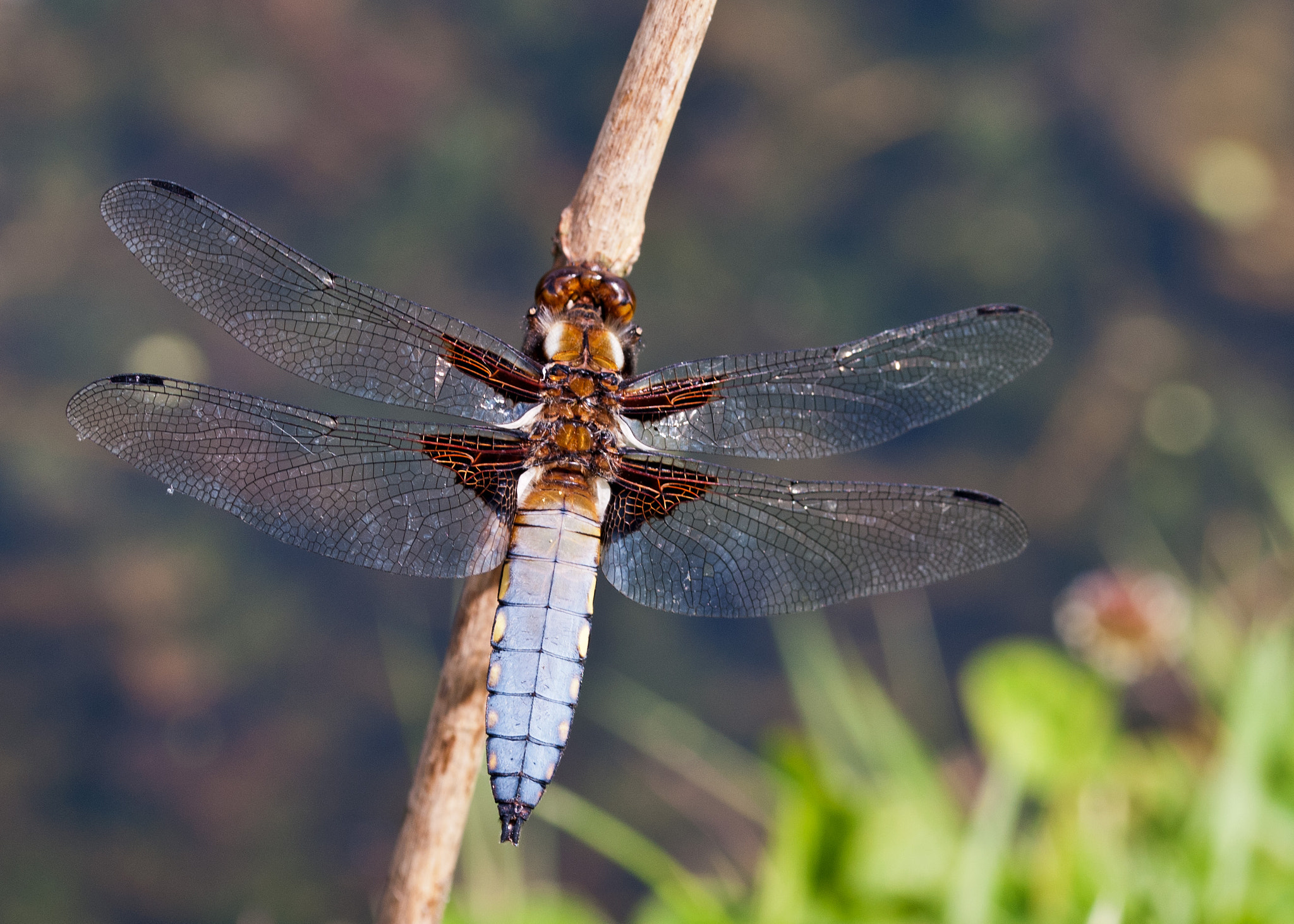 Sigma 105mm F2.8 EX DG OS HSM sample photo. Broad bodied chaser photography