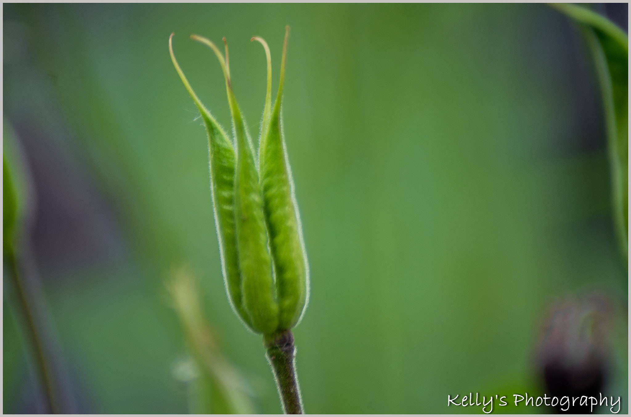 Tamron AF 70-300mm F4-5.6 Di LD Macro sample photo. Glowing plant photography