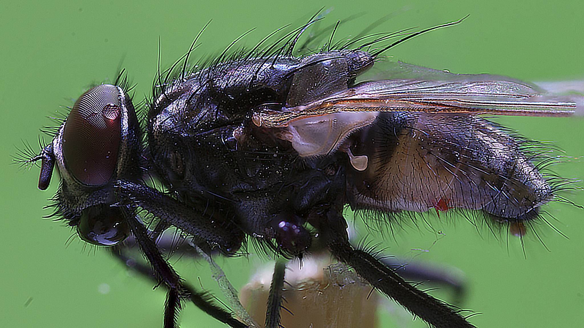 Canon MP-E 65mm F2.5 1-5x Macro Photo sample photo. Fly photography