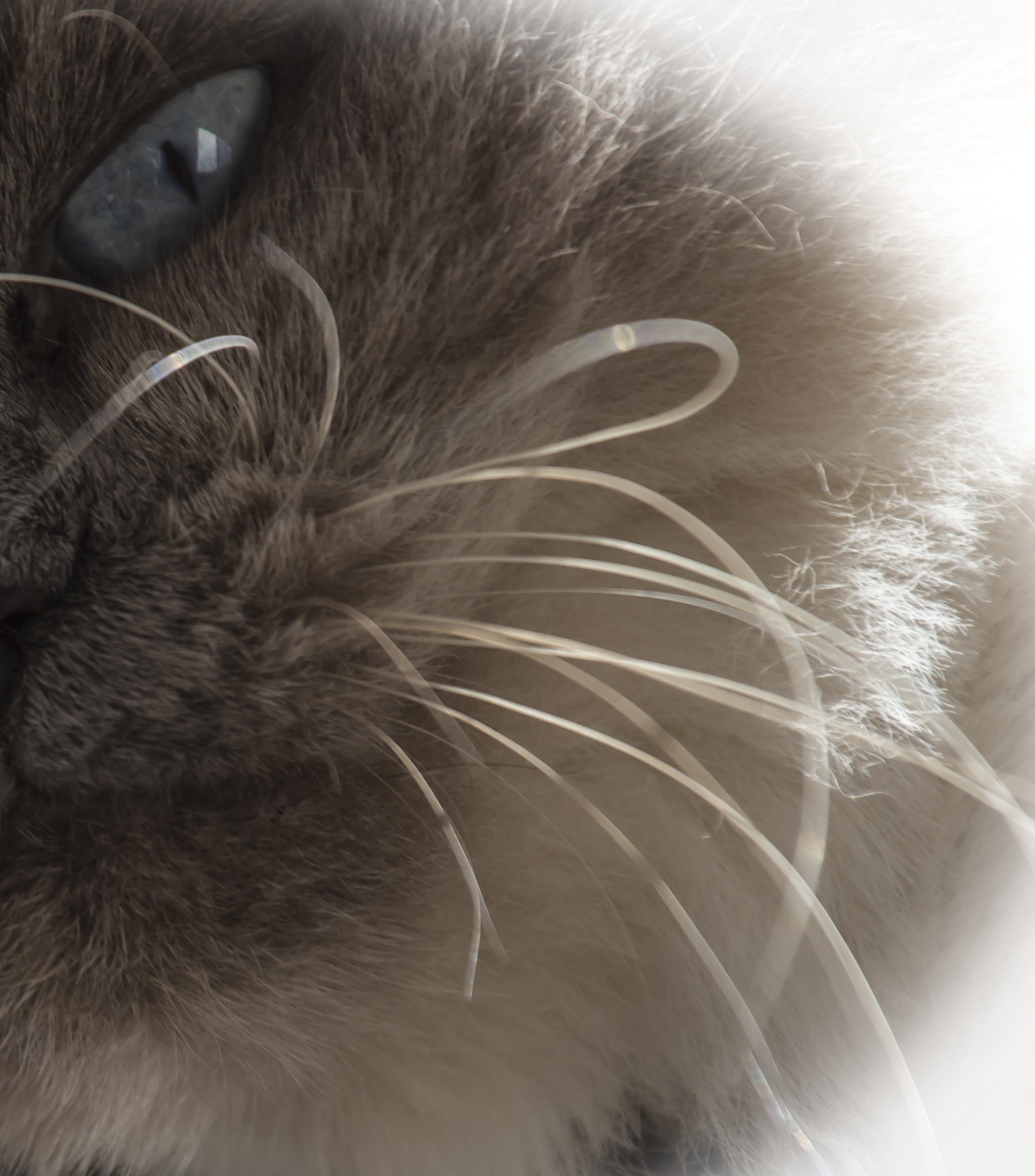 Canon EF 70-200mm F4L IS USM sample photo. Whiskers photography