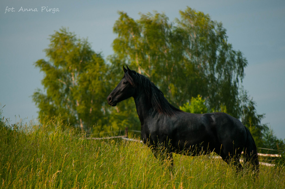 Nikon D300S sample photo. Friesian photography