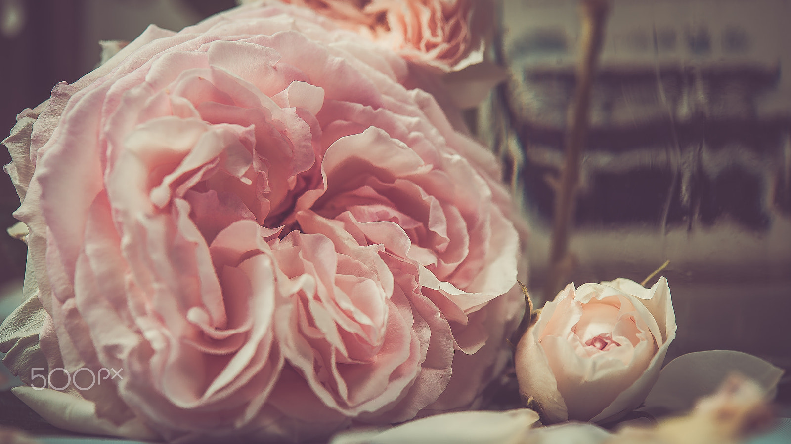 Nikon AF-S Micro-Nikkor 60mm F2.8G ED sample photo. Rosenpracht photography