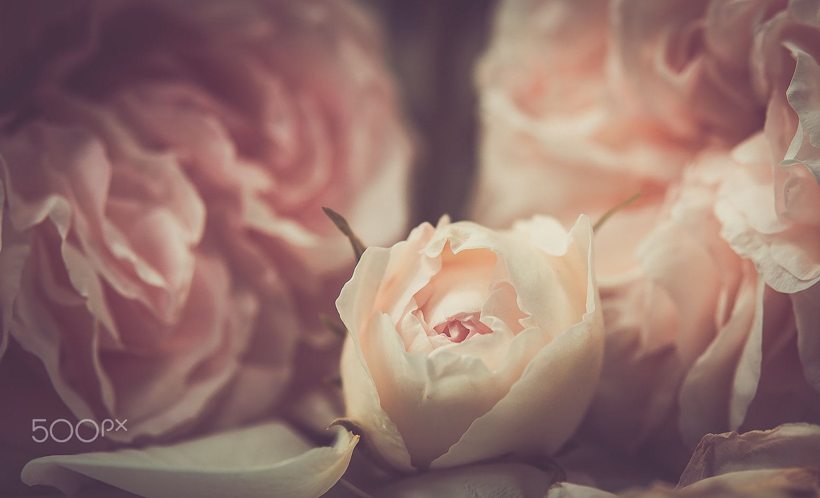 Nikon AF-S Micro-Nikkor 60mm F2.8G ED sample photo. Rosenzauber photography