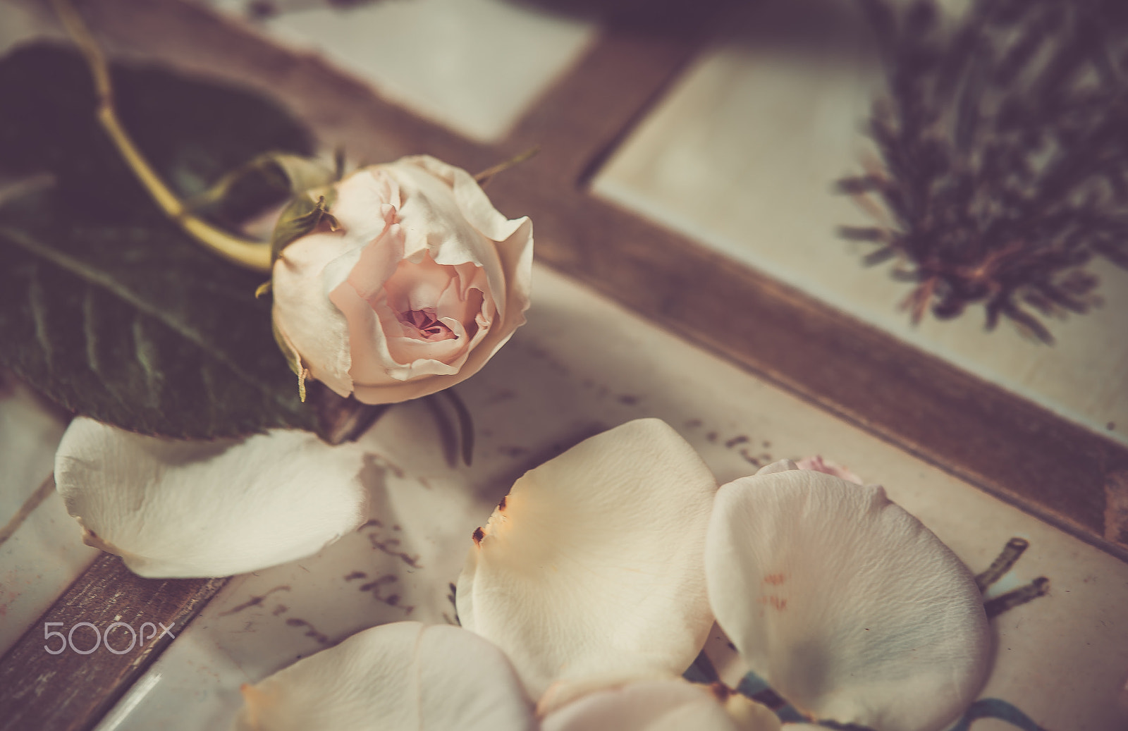 Nikon AF-S Micro-Nikkor 60mm F2.8G ED sample photo. Rose photography