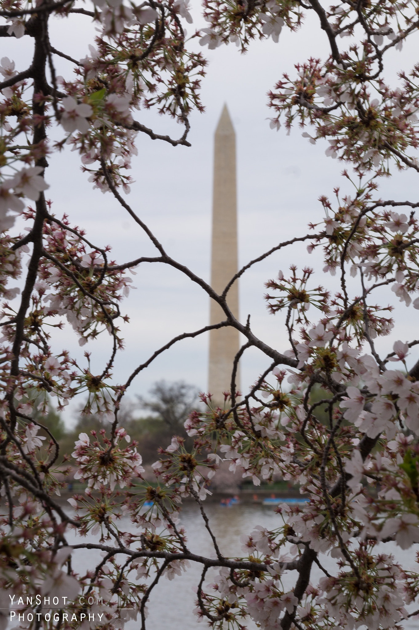 Sony DT 18-250mm F3.5-6.3 sample photo. The national monument between cherry blossom trees. photography