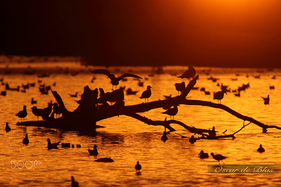 Canon EOS 7D + Canon EF 400mm f/2.8L + 1.4x sample photo. Chinese shadow puppetry.  photography