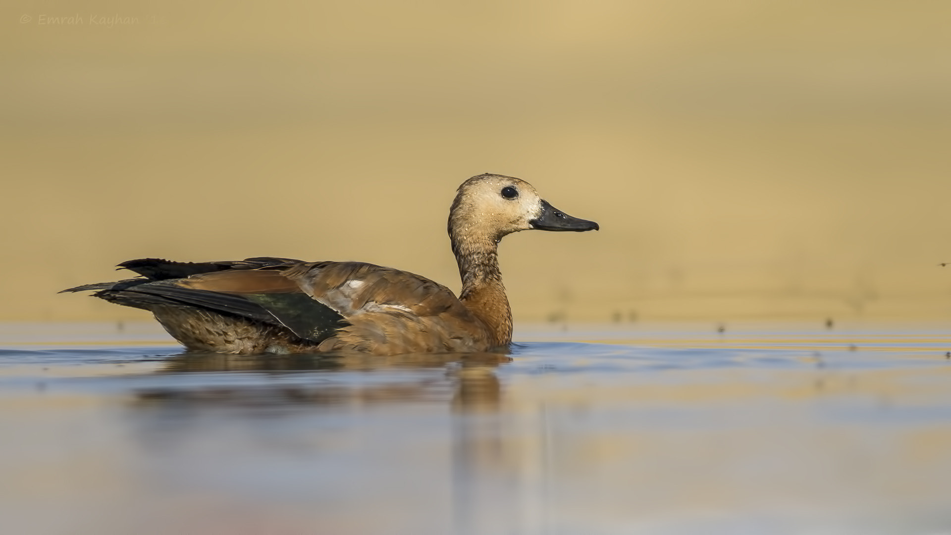 Canon EOS 7D + Canon EF 400mm F5.6L USM sample photo. Ruddy shelduck photography