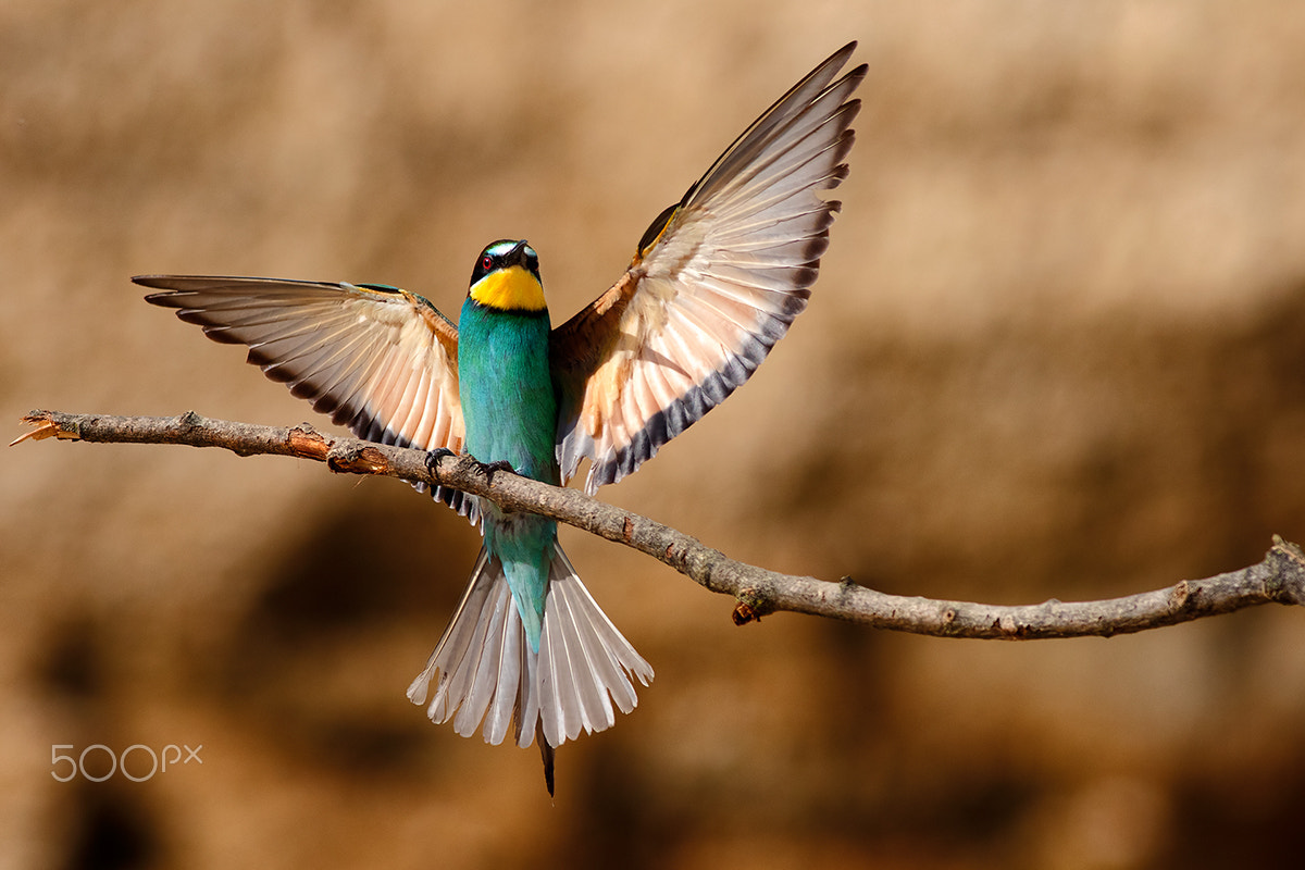 Canon EOS 7D Mark II + Canon EF 400mm F5.6L USM sample photo. Bee-eater photography