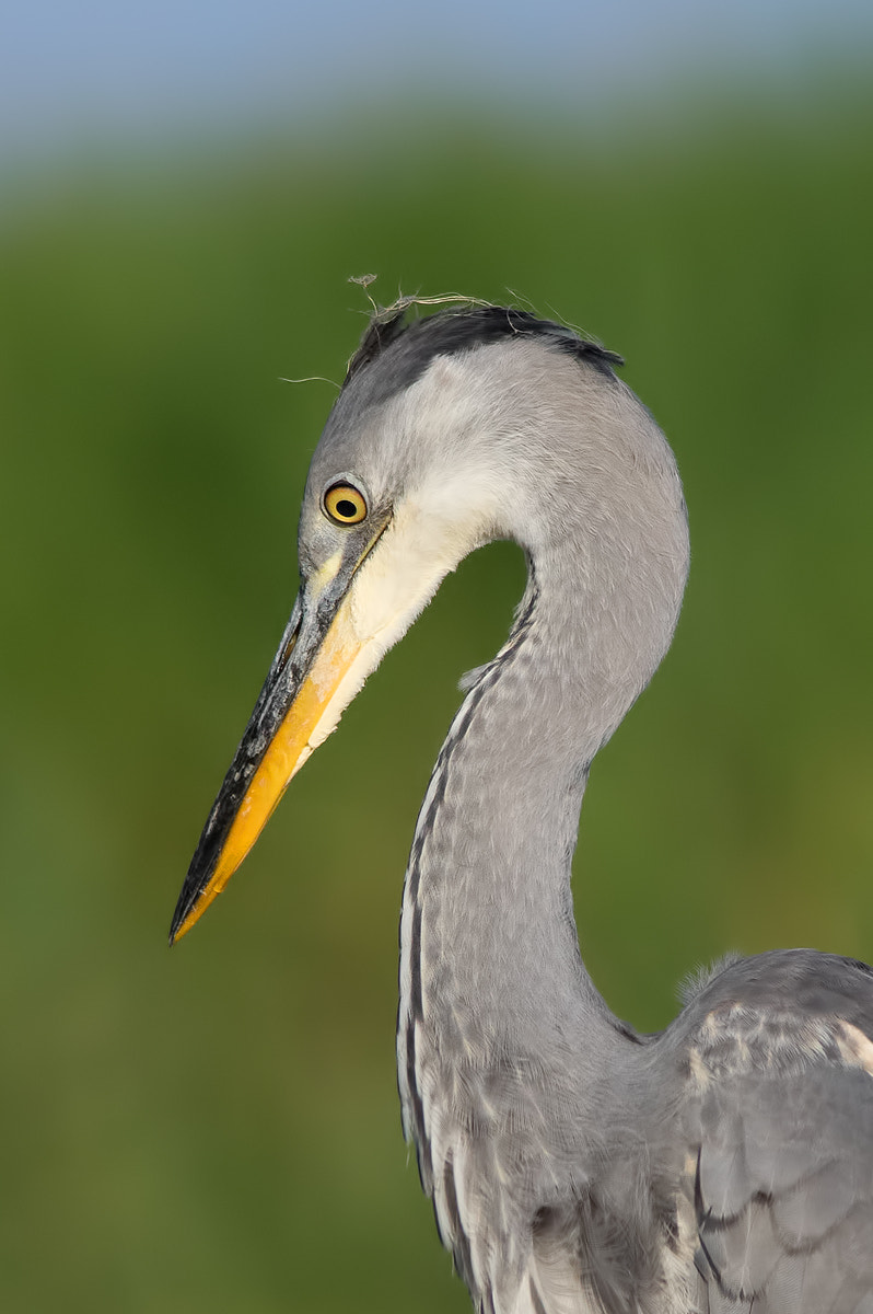 Sigma 150-500mm F5-6.3 DG OS HSM sample photo. 416890279973 photography
