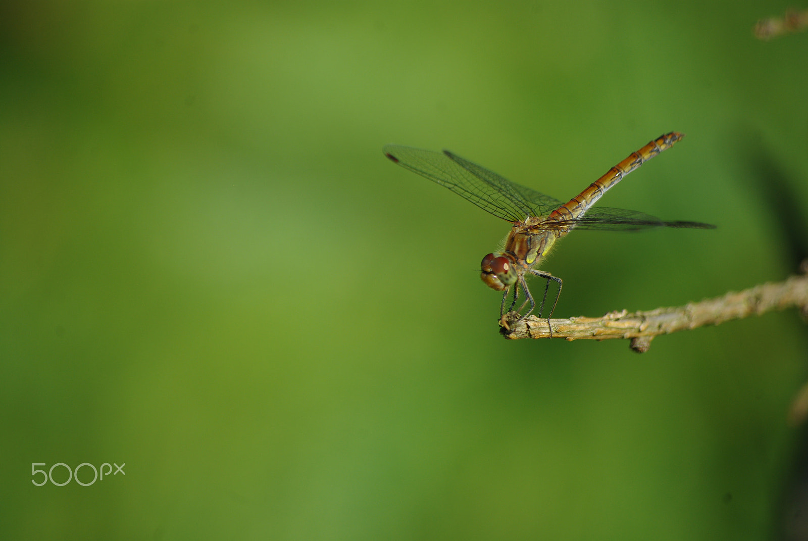 Pentax K200D sample photo. Dragonfly photography