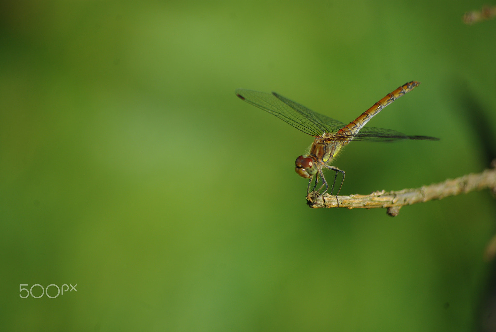 Pentax K200D + Pentax smc DA 50-200mm F4-5.6 ED sample photo. Dragonfly photography