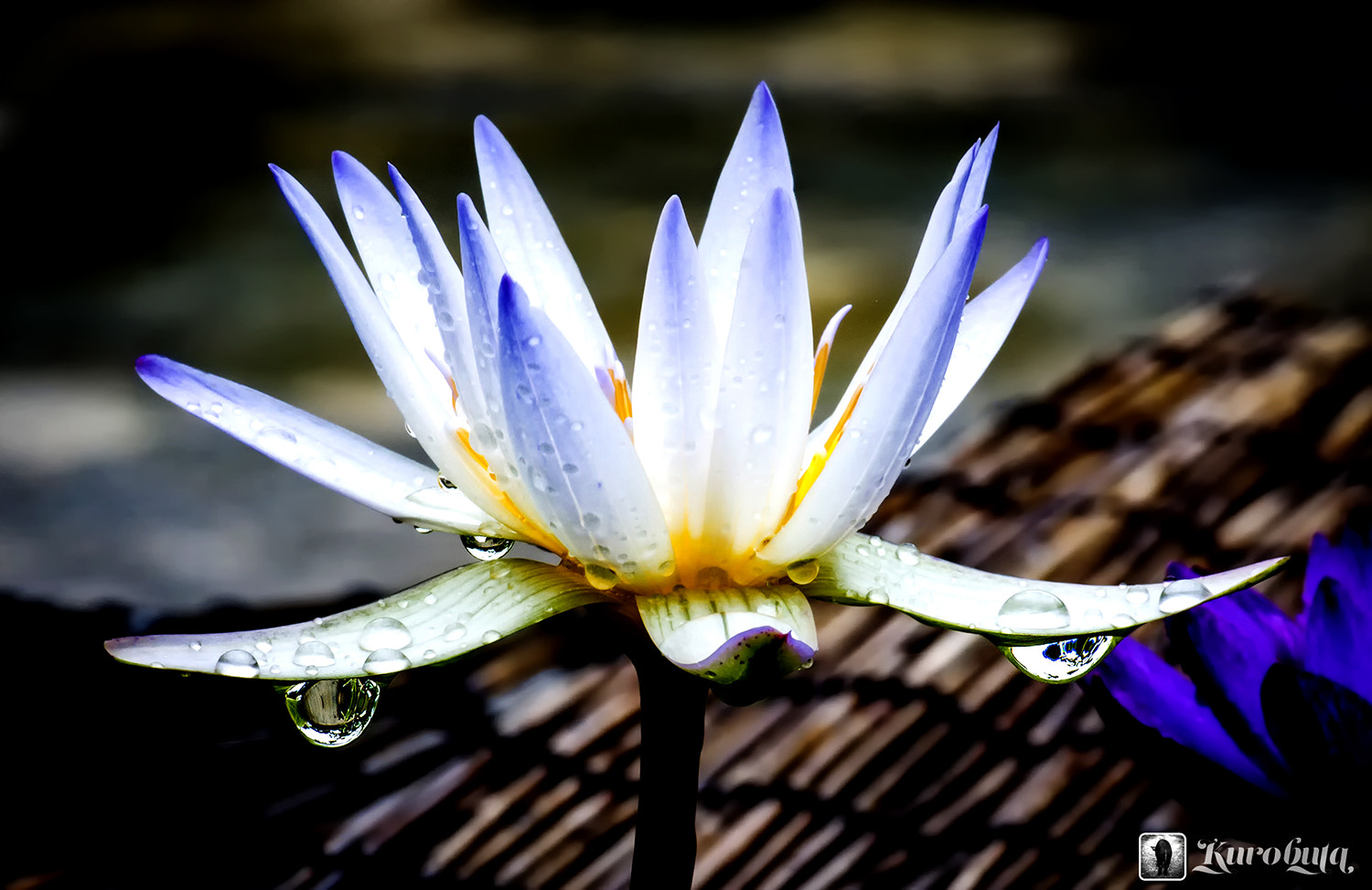 Pentax smc D-FA 100mm F2.8 Macro WR sample photo. Rain and water lily photography