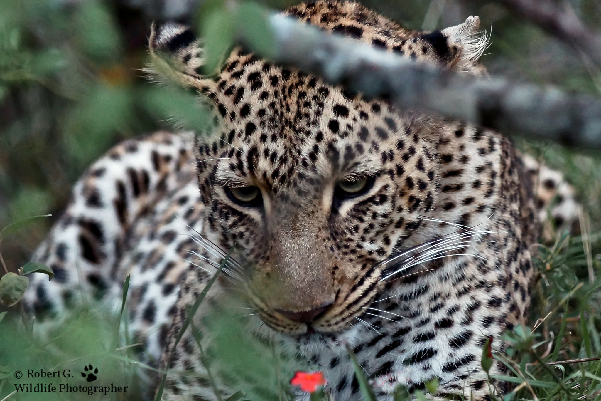 Sony SLT-A77 + Minolta/Sony AF 70-200mm F2.8 G sample photo. Leopard and flower photography