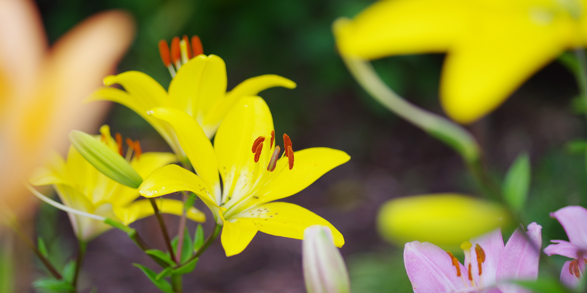 Pentax smc D-FA 100mm F2.8 Macro WR sample photo. Lily photography